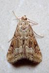 Hellula undalis
