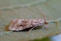Hellula undalis