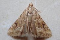 Hellula undalis