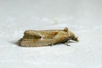 Phtheochroa inopiana