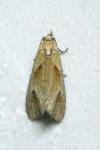 Phtheochroa inopiana