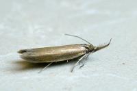 Pleurota aristella