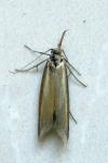 Pleurota aristella