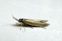 Pleurota aristella