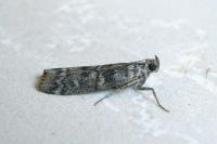 Dioryctria simplicella