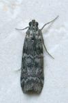 Dioryctria simplicella
