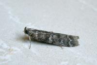 Dioryctria simplicella