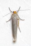 Eilema caniola