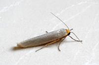 Eilema caniola