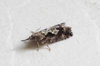 Zeiraphera isertana