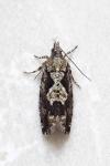Zeiraphera isertana