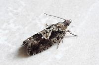 Zeiraphera isertana