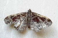 Xanthorhoe spadicearia