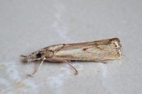 Agriphila geniculea