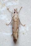 Agriphila geniculea