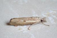 Agriphila geniculea