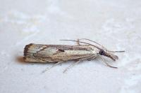 Agriphila geniculea