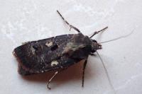 Agrotis trux