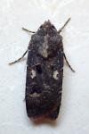 Agrotis trux