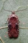 Agonopterix purpurea