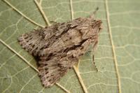 Xylocampa areola