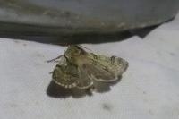 Achlya flavicornis