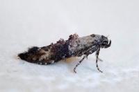 Epermenia chaerophyllella