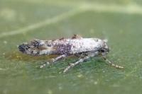 Epermenia chaerophyllella