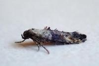 Epermenia chaerophyllella