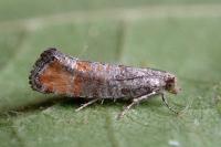 Clavigesta purdeyi