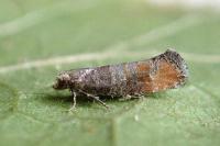Clavigesta purdeyi