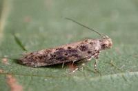 Scrobipalpa ocellatella