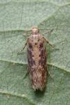 Scrobipalpa ocellatella