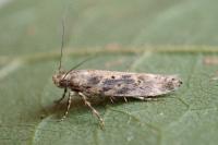 Scrobipalpa ocellatella