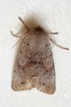 Orthosia populeti