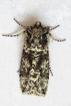 Polyploca ridens