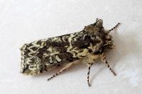 Polyploca ridens