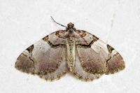 Anticlea derivata
