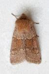 Orthosia miniosa