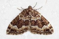 Lampropteryx suffumata