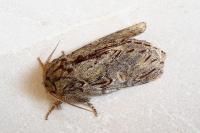 Peridea anceps