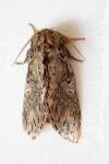 Peridea anceps