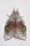 Stauropus fagi
