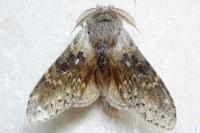 Stauropus fagi