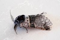 Furcula bifida