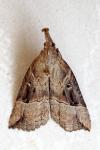 Hypena rostralis
