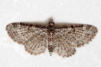 Pasiphila chloerata