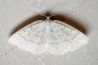Cabera exanthemata