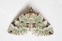 Colostygia pectinataria