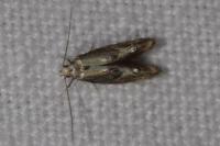 Blastodacna hellerella